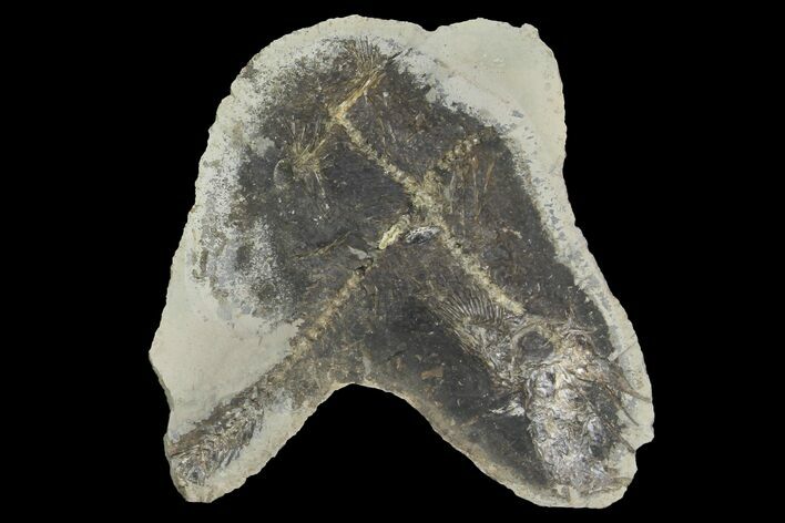 Fossil Capelin Fish (Mallotus) Nodule - Canada #136151